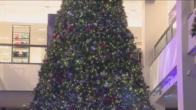 Chicago's tallest Christmas tree makes grand debut