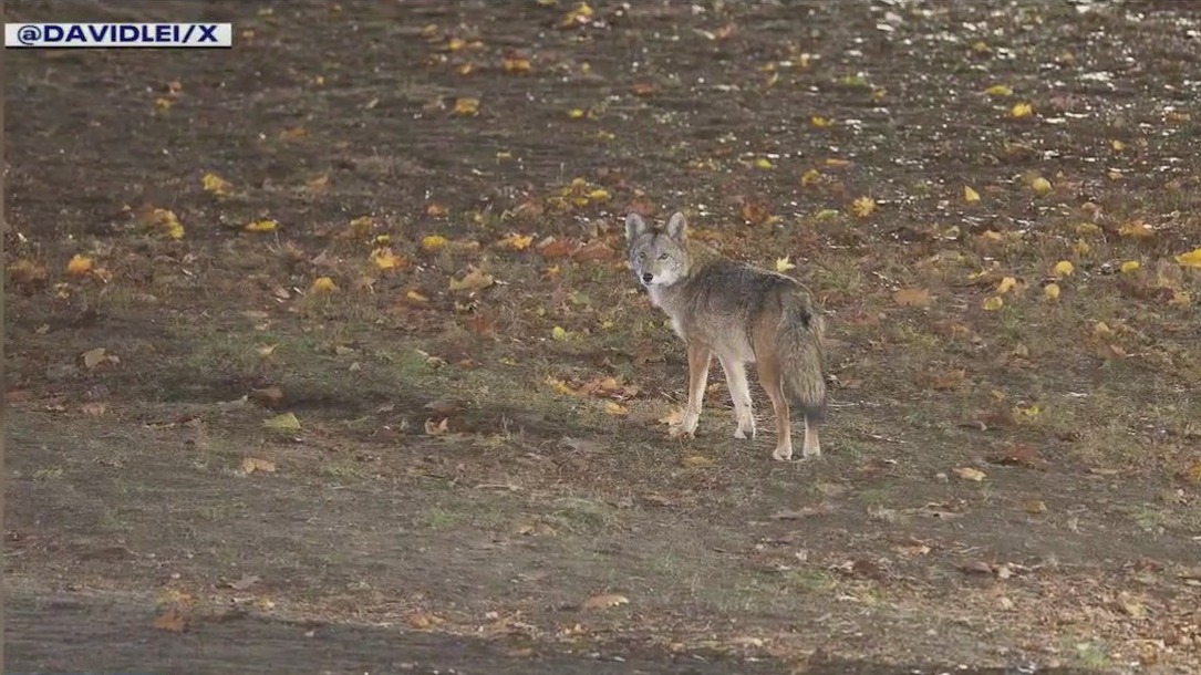 Coyotes spotted in Central Park
