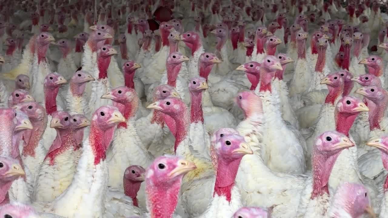 Illinois farmers stick to tradition in raising Thanksgiving turkeys