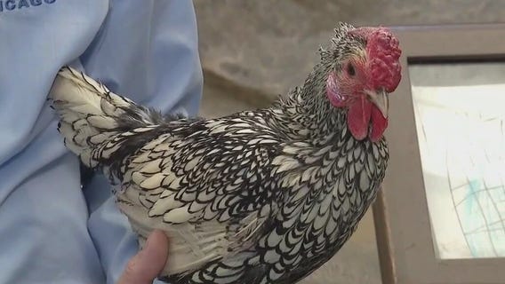 Silver sebright chickens flock together at Brookfield Zoo Chicago