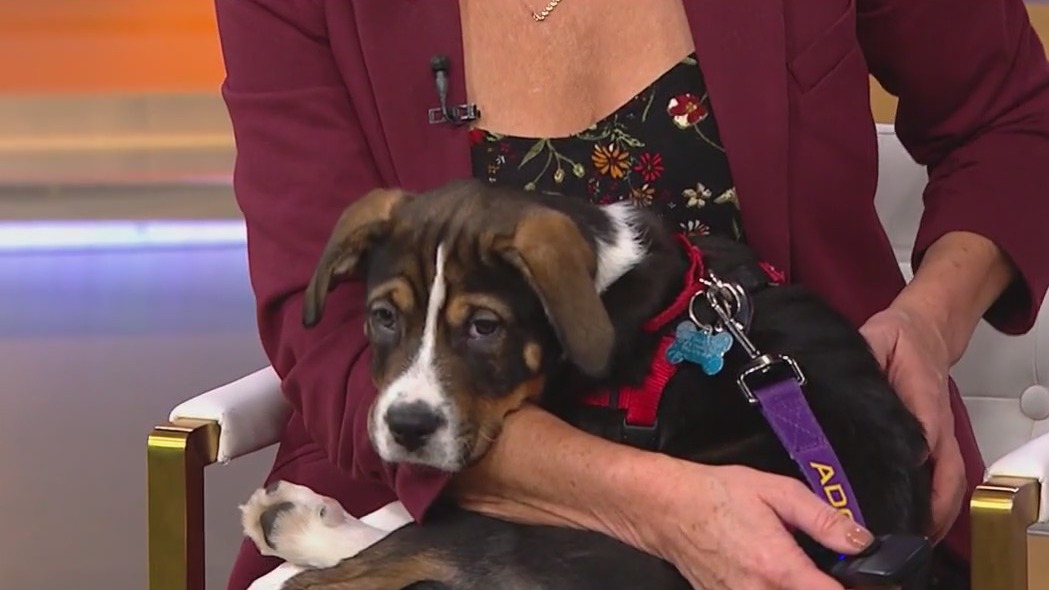 One Tail at a Time hosts half-off adoption event