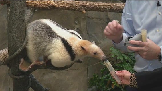 Meet the tamanduas at Brookfield Zoo Chicago