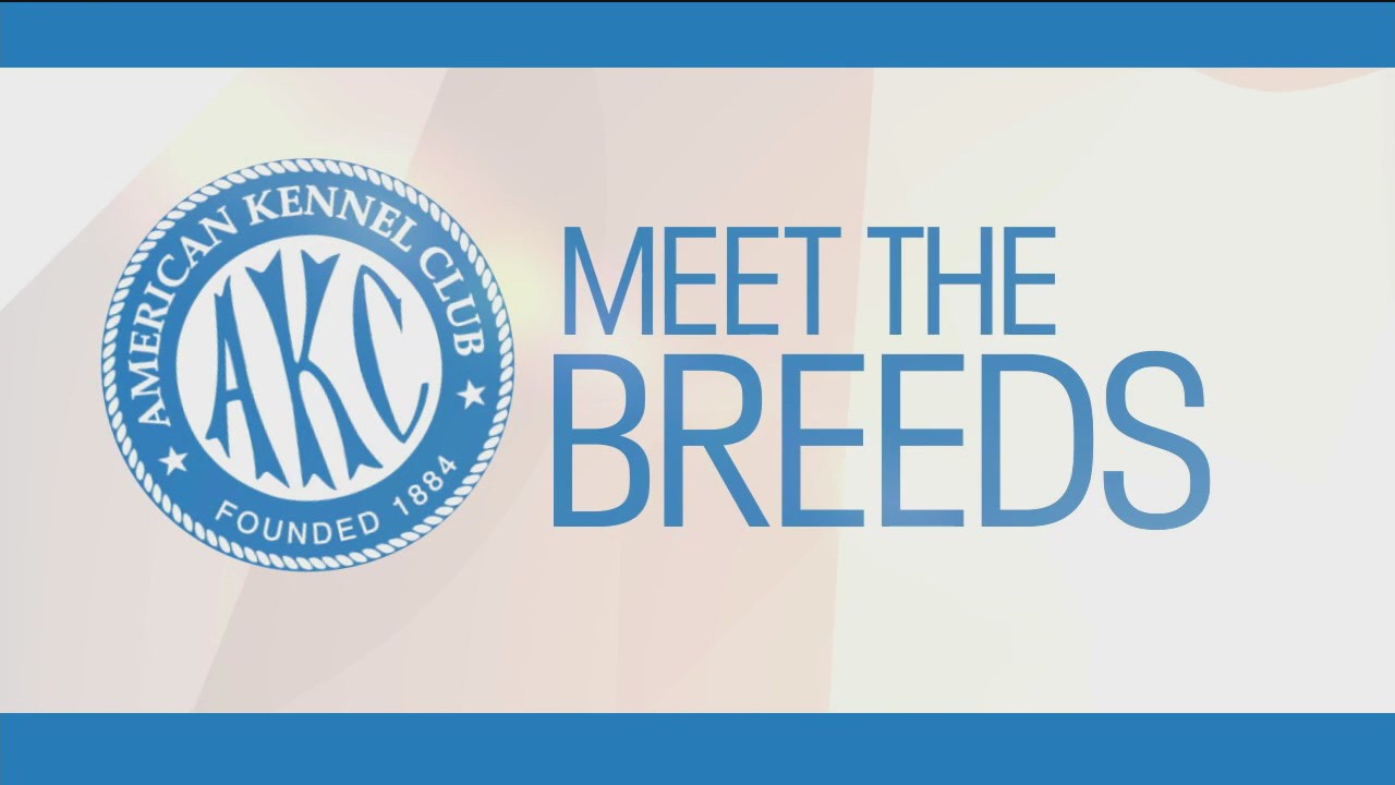 Meet the Breeds 2025: FOX 5's Dog Lovers' Special