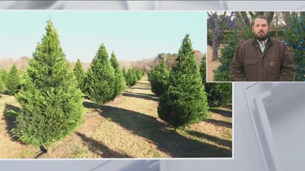 Morton Arboretum expert details how best to care for your real Christmas tree