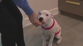 Abused pup looks for forever home after siblings find families