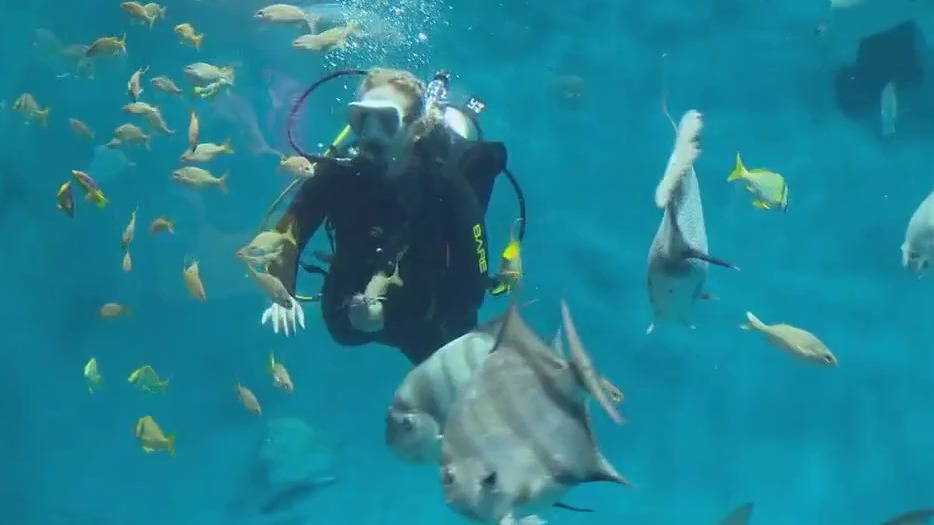 Brookfield Zoo Chicago adds several new fish to underwater exhibit