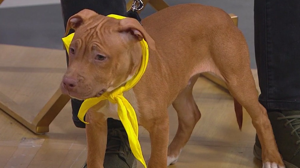 PAWS Chicago's annual holiday adopt-a-thon aims to find forever homes for 200 pets