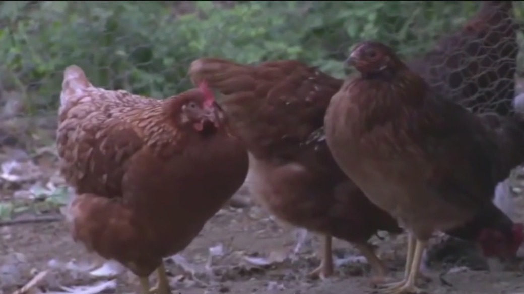 Across America: First patient with severe bird flu case reported