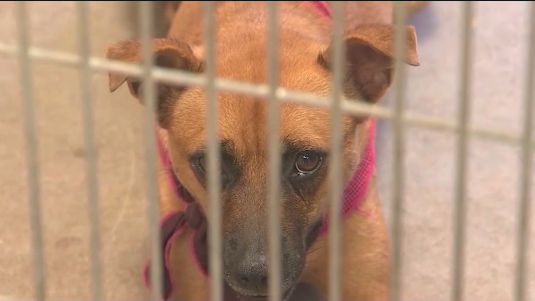 How to protect your pets during New Year's celebrations