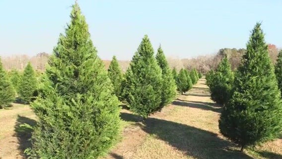How to say goodbye to your Christmas tree