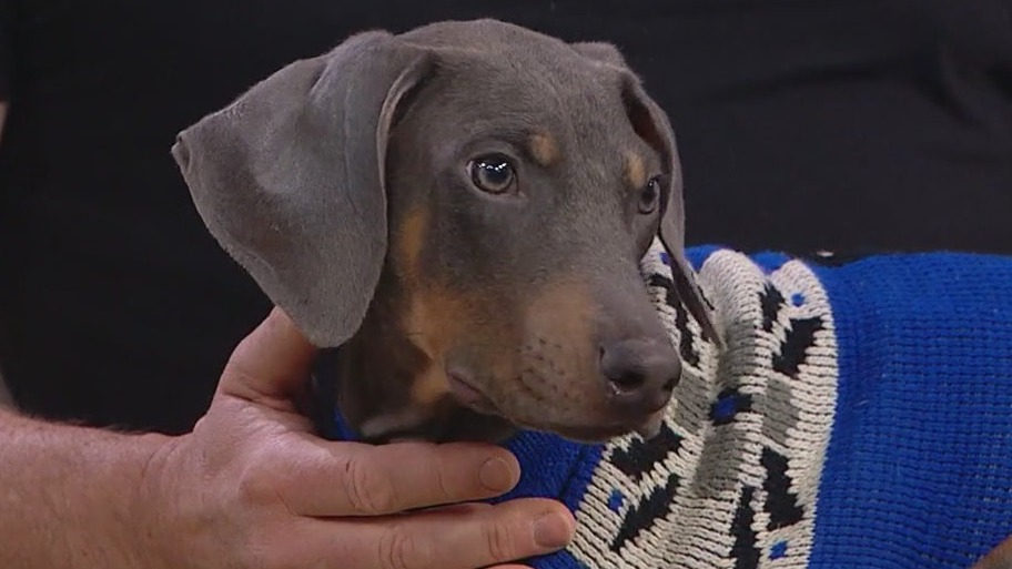 How you can supports homeless pets through PAWS Chicago in 2025