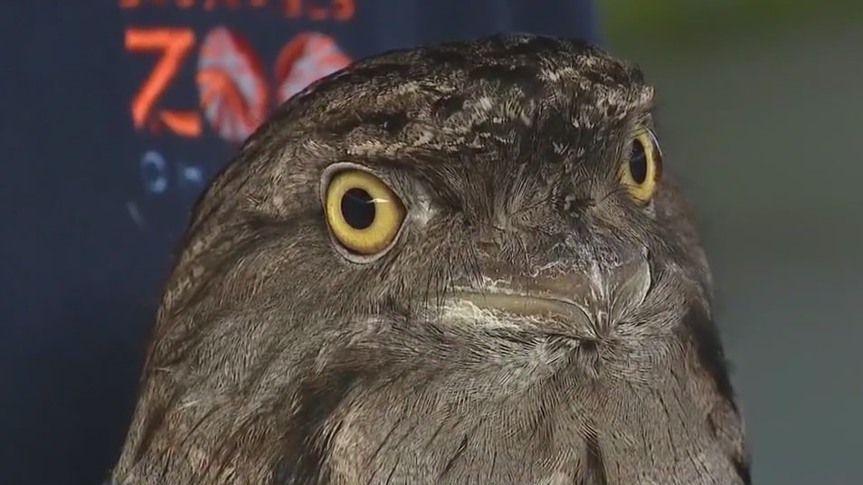 Beaker the tawny frogmouth brings Australian flair to Brookfield Zoo Chicago
