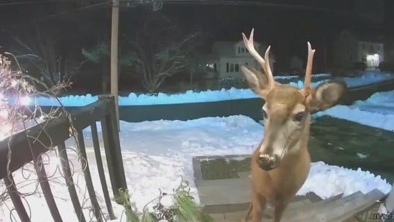 Nova Scotia homeowner asks deer to stop eating her outdoor plants