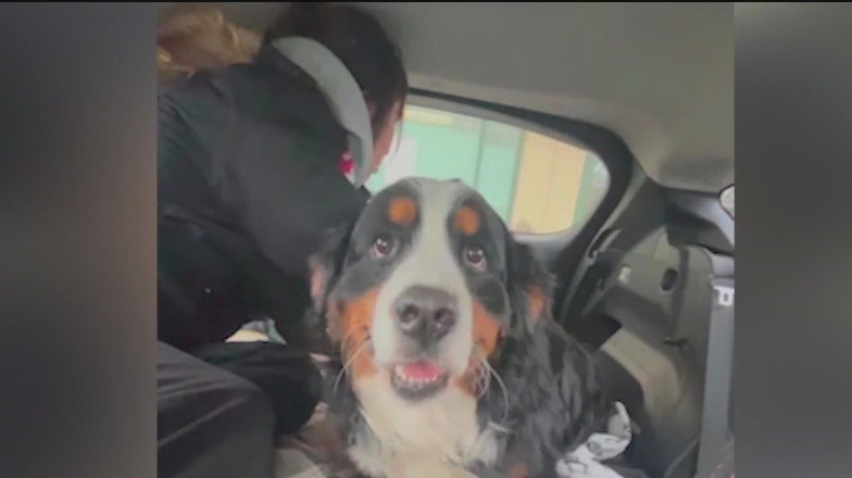 Lost for seven days, family dog found with help of thermal drone