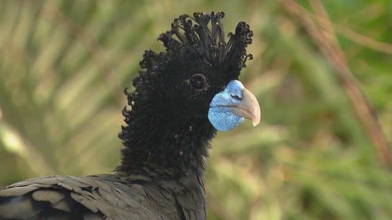 Meet the exotic birds turning heads at Brookfield Zoo Chicago
