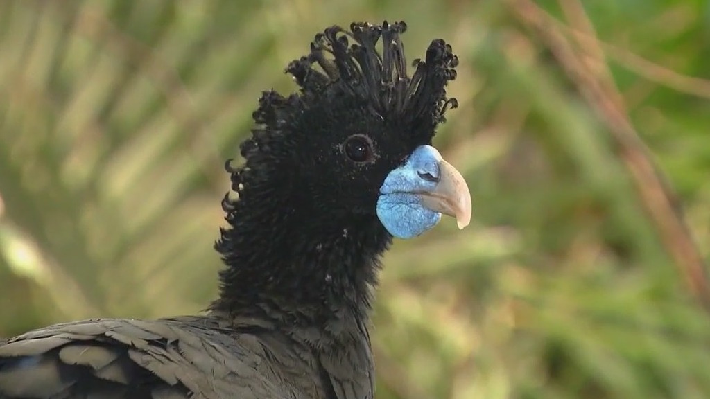 Meet the exotic birds turning heads at Brookfield Zoo Chicago