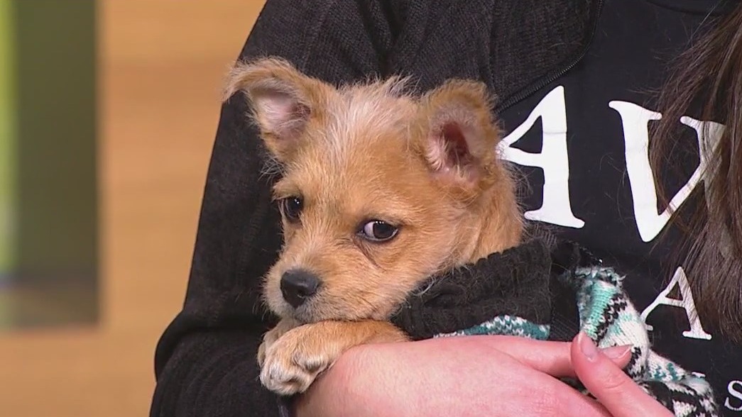 PAWS Chicago and Piece Pizzeria team up for 'Slice to Meet You' campaign