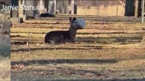 Chicago residents rally to help deer in distress