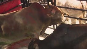 PBR returns to Allstate Arena in Rosemont for two nights of bull riding action