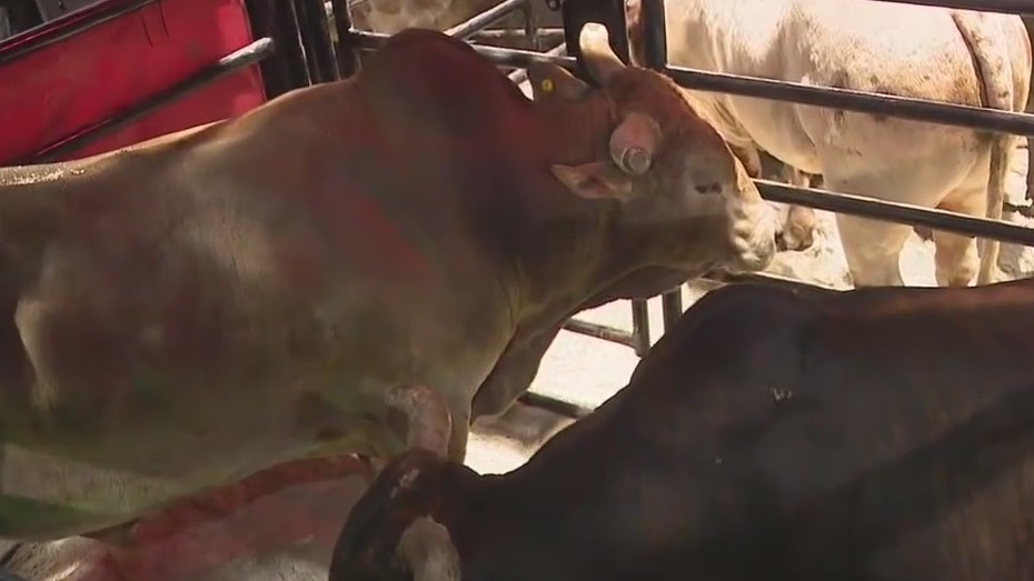 PBR returns to Allstate Arena in Rosemont for two nights of bull riding action