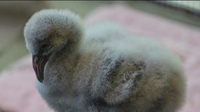 Months-old flamingo, harbor seal die from bird flu at Lincoln Park Zoo