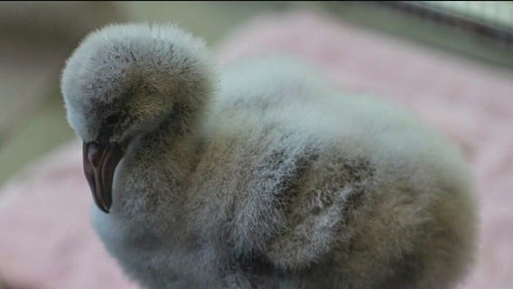 Months-old flamingo, harbor seal die from bird flu at Lincoln Park Zoo