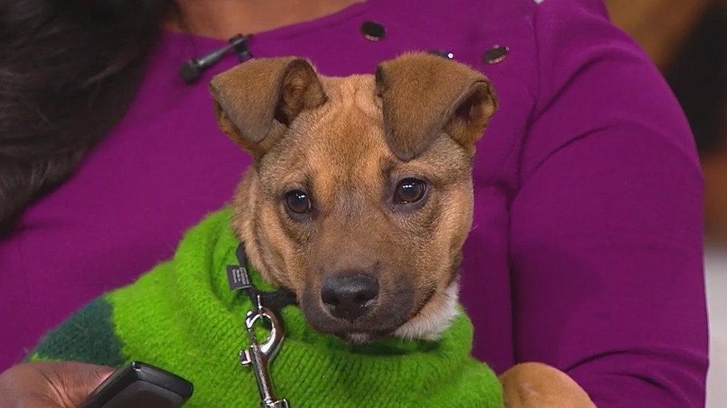 Kick start your 2025 fitness goals with PAWS Chicago