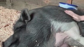 Indiana native helps save animals amid California wildfires