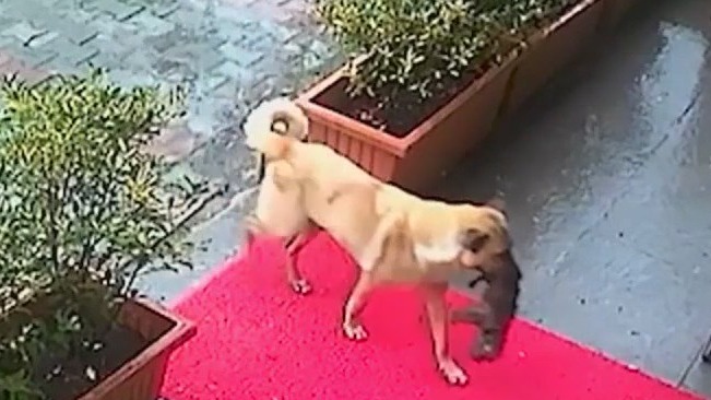 Mama dog in Turkey takes her sick puppy to a vet for help
