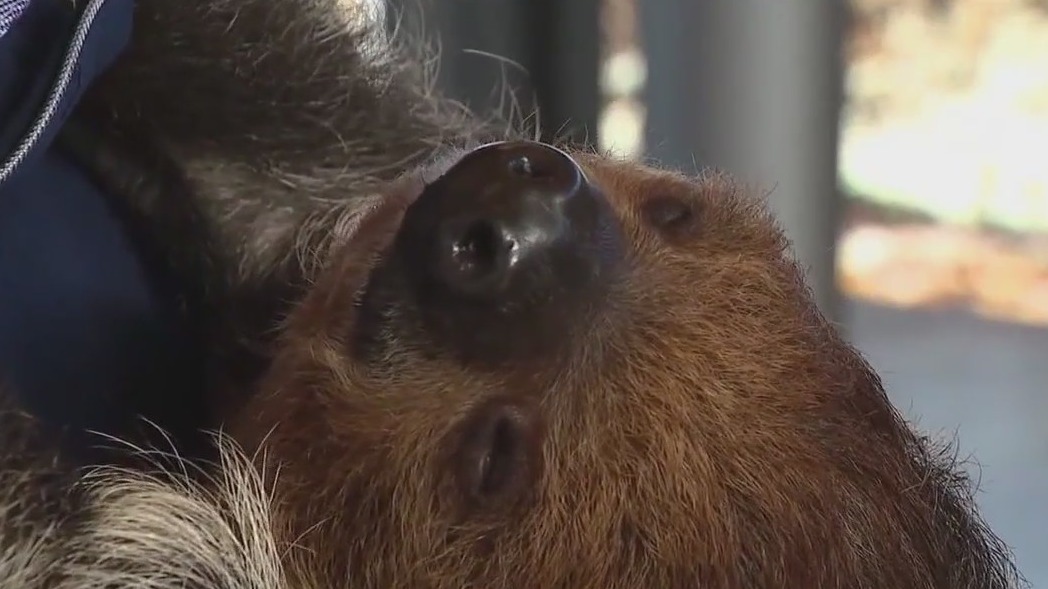 We're in no rush at Brookfield Zoo Chicago