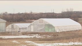 Bird flu wipes out Illinois farm