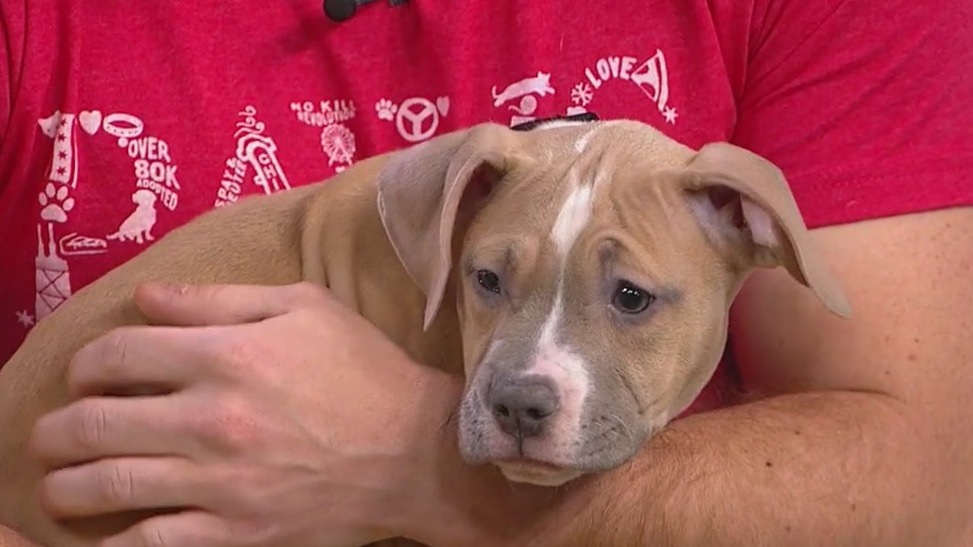 How to keep your pets safe in cold weather