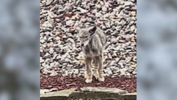 Coyote killing update: 4 teens cited in fatal stomping of animal in Mount Greenwood