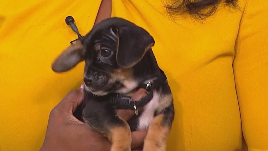 PAWS Chicago has a full slate of adoption events, fundraisers in 2025