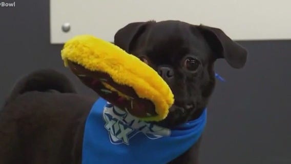 Puppy Bowl set to air before the Super Bowl