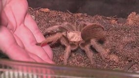 Chicago museum highlights arachnids, aims to shift perception