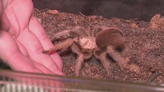 Chicago museum highlights arachnids, aims to shift perception