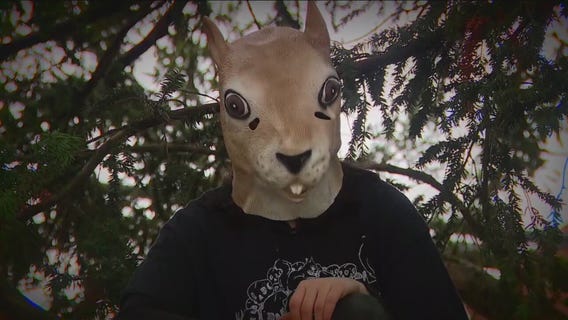 Across America: Strange squirrel jobs go viral