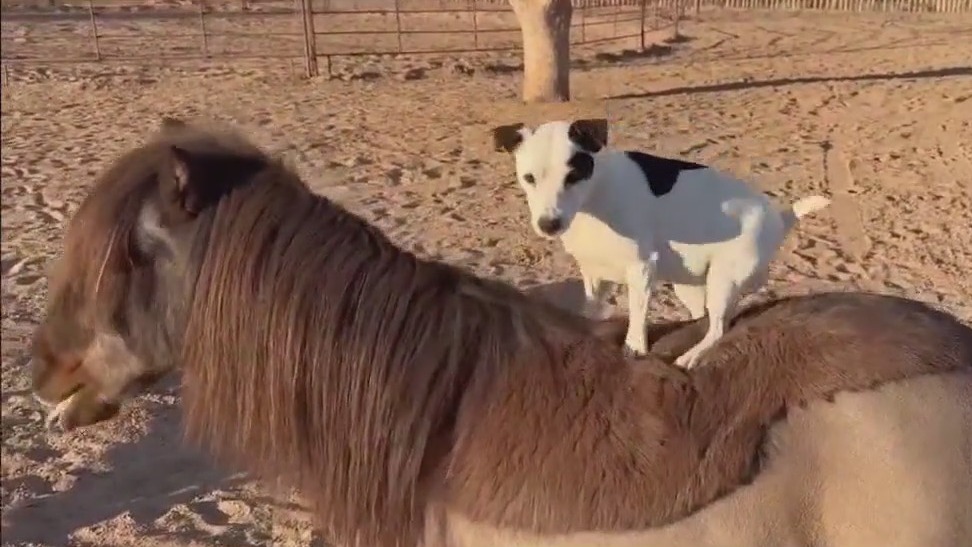 Adorable dog riding a miniature horse in Arizona goes viral