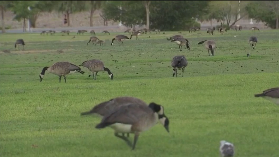 First human case of bird flu detected in Nevada