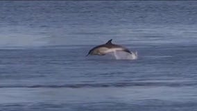 Pair of dolphins take a swim in New York's East River
