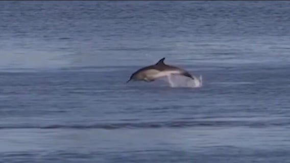 Pair of dolphins take a swim in New York's East River