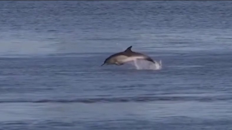 Pair of dolphins take a swim in New York's East River