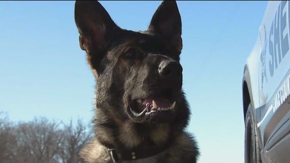 Meet 'Lux': The new K9 sniffing out crime