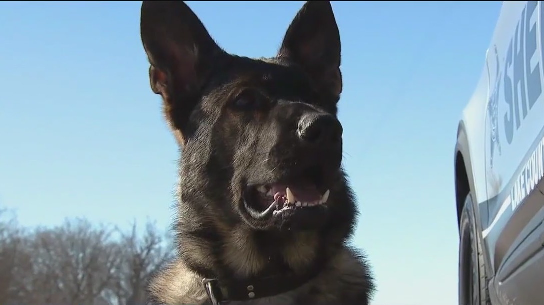Meet 'Lux': The new K9 sniffing out crime
