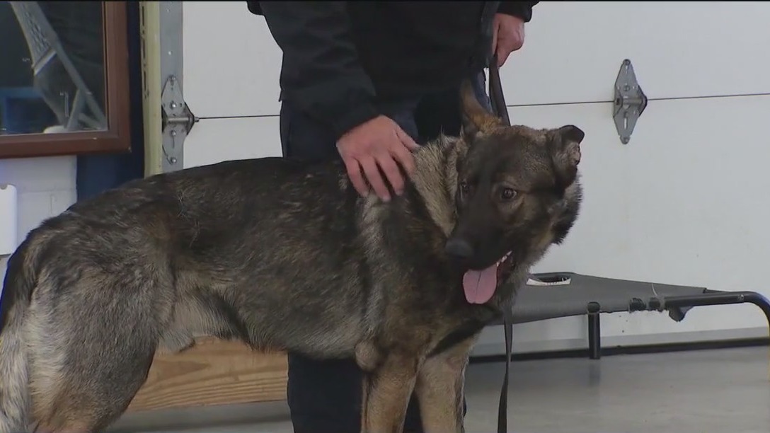 Son of famed Lake County police dog 'Dax' to continue legacy