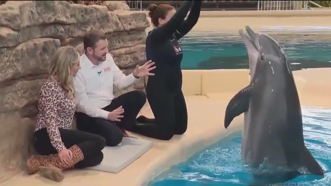 Dolphin at Brookfield Zoo Chicago will soon give birth
