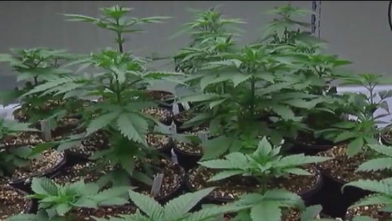 Chicago suburb seeks to higher age to buy hemp products