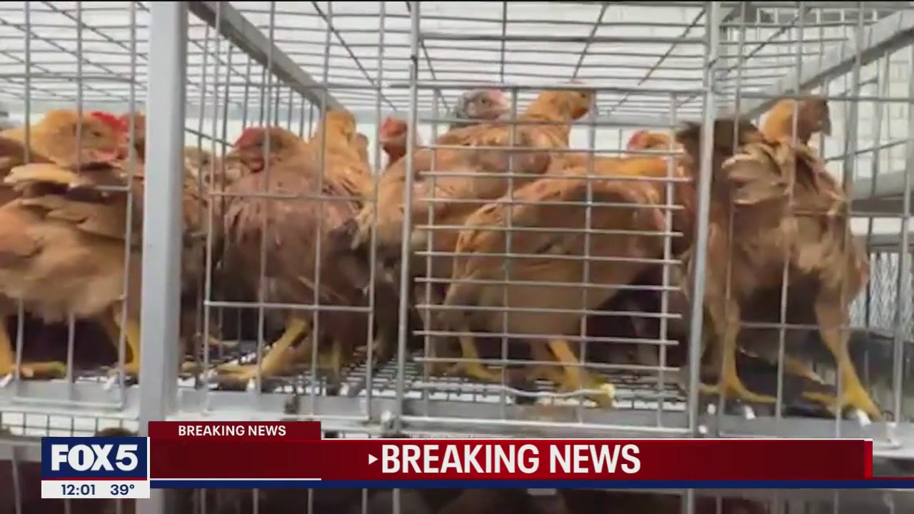 Bird flu found markets in Bronx, Brooklyn, and Queens, Hochul says