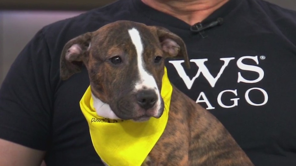 PAWS Chicago talks about upcoming adoption events in the area
